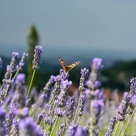 カビアンカ デッラッバデッサ * サン・ラッザロ・ディ・サーヴェナ