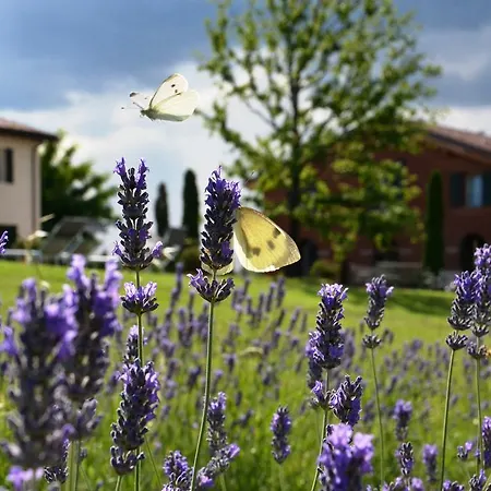 カビアンカ デッラッバデッサ * サン・ラッザロ・ディ・サーヴェナ