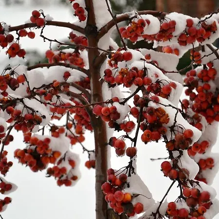 Ca Bianca Dell'abbadessa Σαν Λάτζαρο ντι Σάβενα