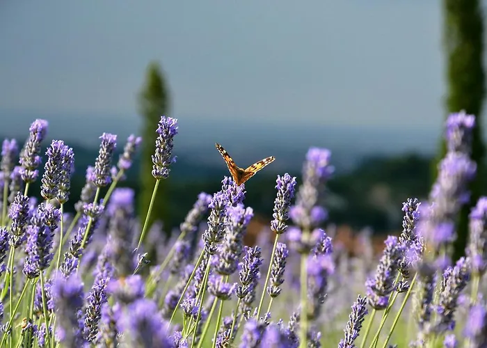 Cà Bianca Dell'abbadessa * San Lazzaro di Savena
